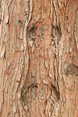 Fototapeta premium Tree bark with pattern resembling a face