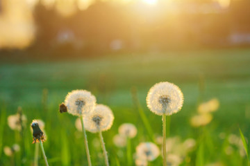 Meadow of dandelions to make dandelion wine. Sunset or sunrise - obrazy, fototapety, plakaty