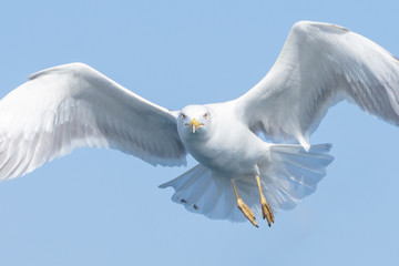 Gulls
