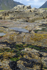 With mussels, barnacles and algae overgrown rocks on the beach in front of the mountains; island of Flakstadoya, Flakstad, Norway, Europe