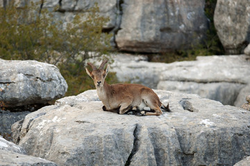 Femaly Spanish wild goat (capra pyrenaica hispanica) on a rock at the beautiful karst landscape of El Torcal de Antequera, Spain, Europe