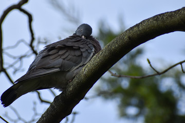 A close up of a Pigeon cleaning itself on a tree branch. Hygiene Concept