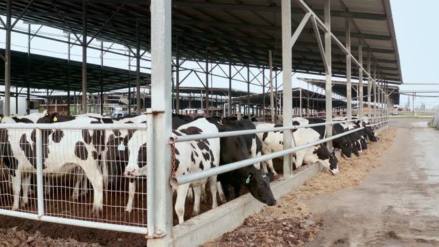 cow farm in an Israeli kibbutz. cows eat food. UHD video. shooting from the movement