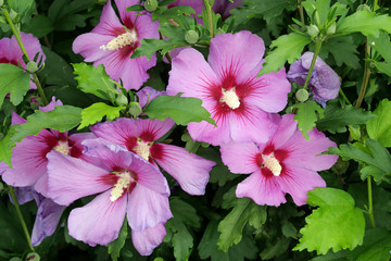 Closeup of a group of colorful pink blossoms / petals of a hibiscus syriacus with open blossoms