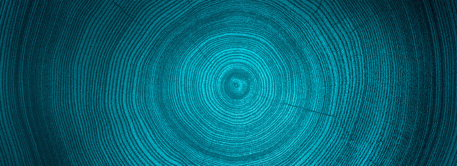 Monotone blue cut wood texture. Detailed flat background of a felled tree trunk or stump. Rough organic tree rings with close up of end grain. - 330808292