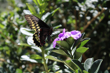 Fototapeta premium butterfly on flower