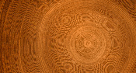 Detailed warm dark brown and orange tones of a felled tree trunk or stump. Rough organic texture of...