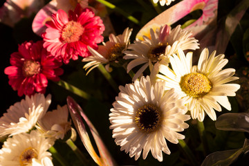 Blooming gerbera in a gift box in a flower shop.
