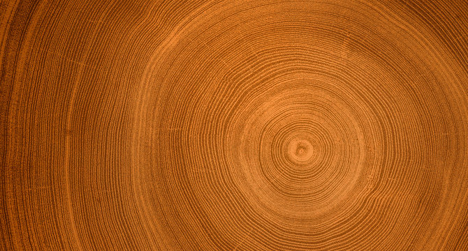 Detailed warm dark brown and orange tones of a felled tree trunk or stump. Rough organic texture of tree rings with close up of end grain.