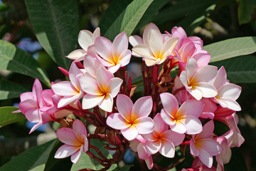 Close-up of a cluster of blooming pink nerium oleander plant with dark green leaves