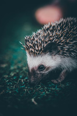 hedgehog
