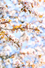 Sakura - dreamy japanese cherry blossom 
