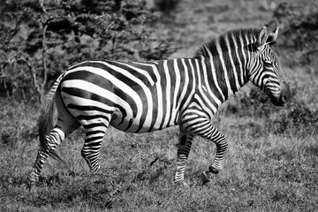 Fototapeta na wymiar monochrome portrait of an isolated zebra in the Masai Mara