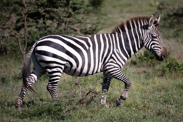 Fototapeta na wymiar profile of a zebra in the Masai Mara