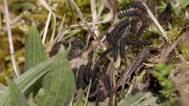 Glanville Fritillary (Melitaea cinxia ) Caterpillars. Approx 15mm long. Probably 5th Instar.