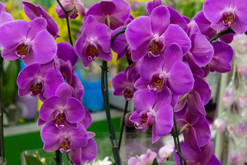 Purple orchid flowers in a flower shop.
