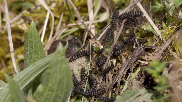 Glanville Fritillary (Melitaea cinxia ) Caterpillars. Approx 15mm long. Probably 5th Instar.