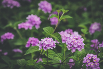 Umbelanterna flowers in a garden