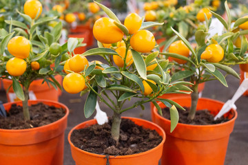 Citrus fruits ripen on a miniature citrus tree in a potted botanical garden, in a flower shop.