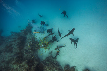 Divers and sharks seen from above.