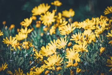 Flowers and buds of Yellow Daisy