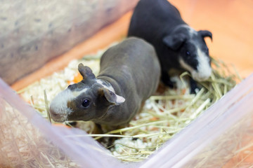 Two bald guinea pigs in a transparent box