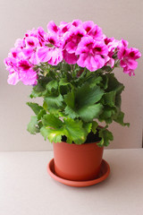 Grandiflora royal pelargonium with large pink flowers in a pot on a neutral gray background.