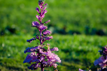 Col ornamental adornando el jardín