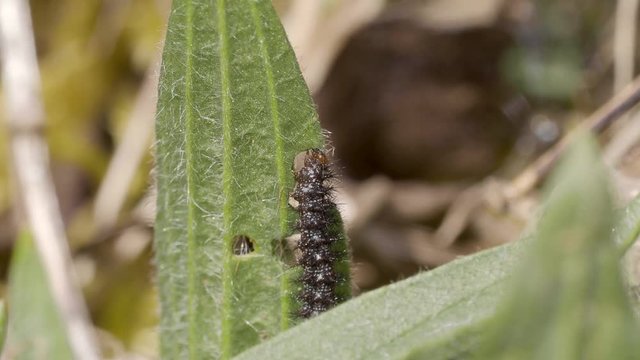 Glanville Fritillary (Melitaea cinxia ) Caterpillars. Approx 15mm long. Probably 5th Instar.