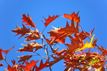 	 Autumn leaves against a blue sky	