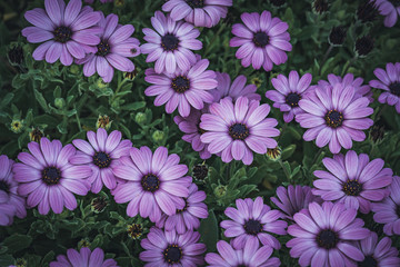 Purple flowers of African daisy