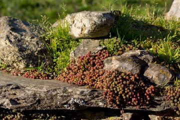 Sedum album sobre unas piedras