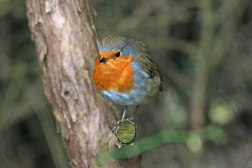 robin perched on a branch	