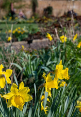 Flowers in the foreground, out of focus at the back is an elderly couple sitting on a bench, photographed in spring at Eastcote House walled garden in the Borough of Hillingdon, London, UK