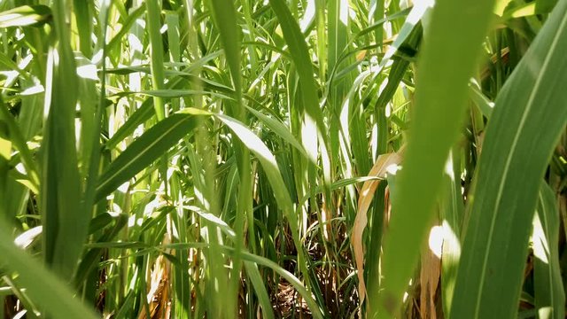 Walking among the sugar cane plantation in Brazil, zoom out.