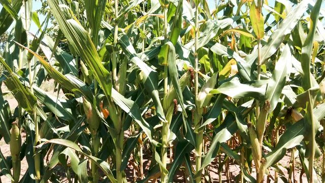 Beautiful ears of green corn on the plantation, panoramic image