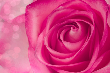 Macro pink rose background. Close-up.