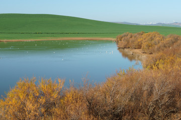 Campillos Lagoon Nature Reserve, Malaga. Spain