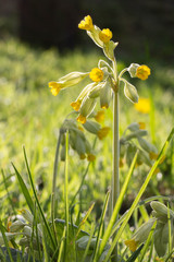 Fleur jaune du jardin en contre-jour 