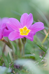 Macro d'une primevère sauvage dans une prairie 