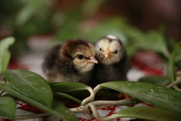 gray chickens with yellow beaks in the middle of green leaves