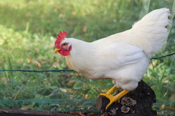 Chicken in a natural environment. Free range chicken