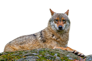 Obraz premium European gray wolf / wild grey wolf (Canis lupus) resting on rock against white background