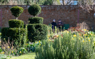 Flowers in the foreground, out of focus at the back is an elderly couple sitting on a bench, photographed in spring at Eastcote House walled garden in the Borough of Hillingdon, London, UK