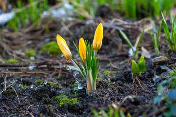 the germs of yellow crocuses with the remnants of snow