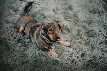 mixed breed dog lying down on frosty grass, top view