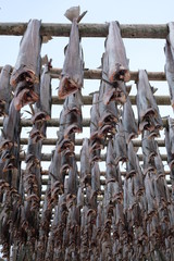  Cod fish dried by cold air and wind on wooden racks on the foreshore in Lofoten islands. The...