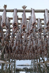  Cod fish dried by cold air and wind on wooden racks on the foreshore in Lofoten islands. The drying of food is the world's oldest known preservation method used since Viking era. Norwegian tradition.