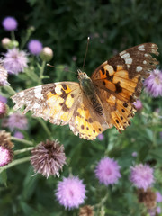 Vanessa cardui Spring butterfly burdock on burdock flowers.