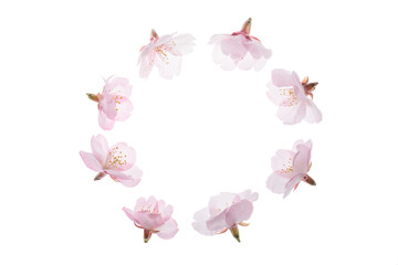 Obraz premium 桜の花 円